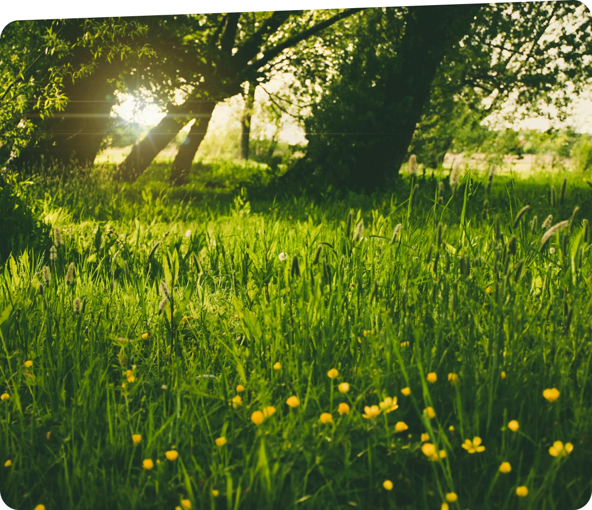 Hydro Semence Éco Gazon - solution