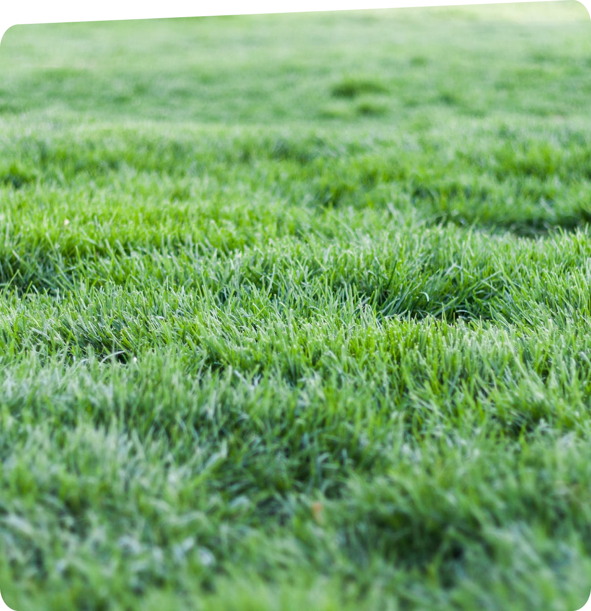 Hydro Semence Éco Gazon - contact